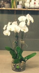 Orquídeas elegantes