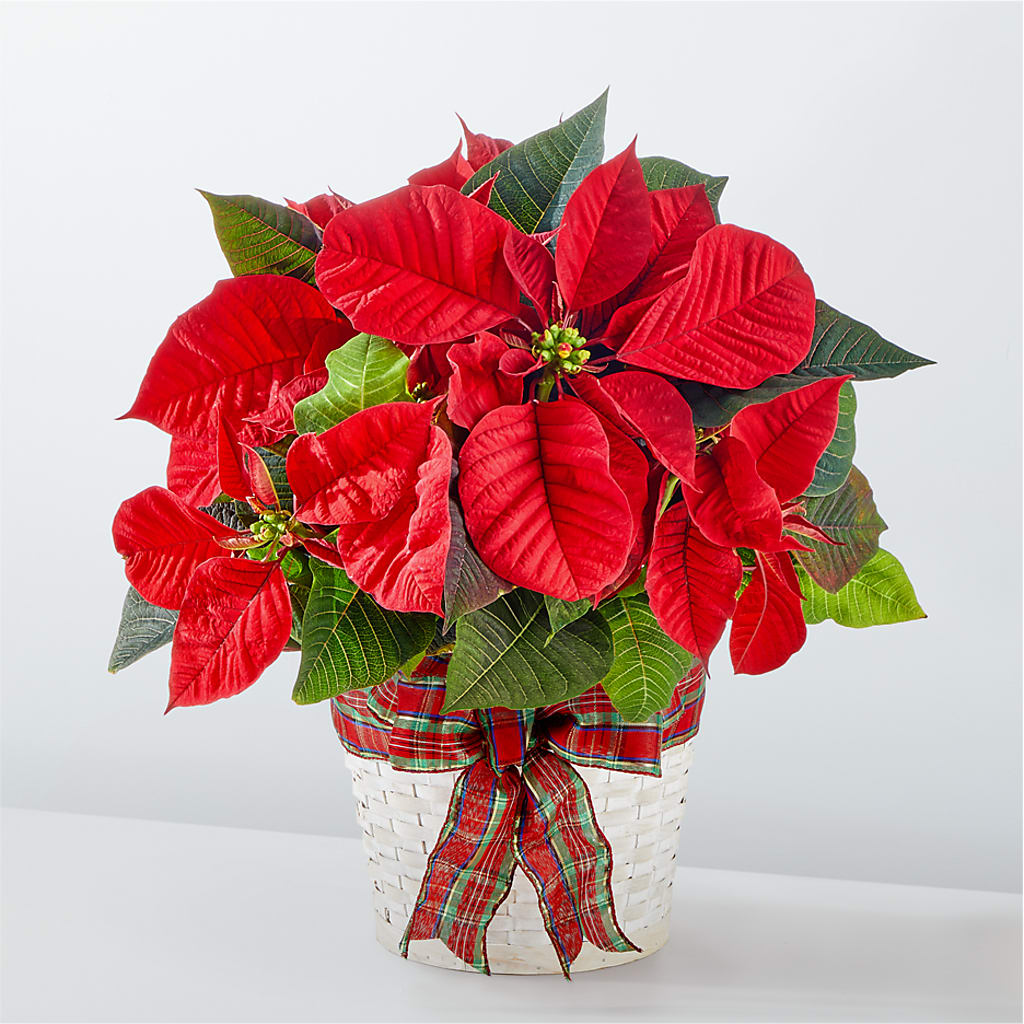 Les plus belles fêtes de fin d'année Poinsettia